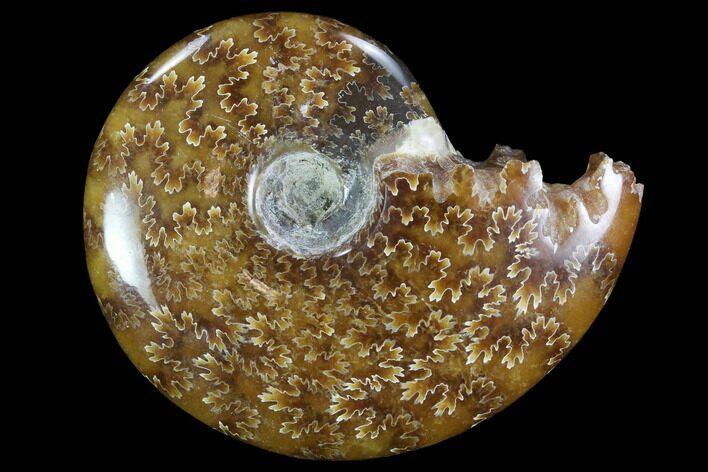 Polished, Agatized Ammonite (Cleoniceras) - Madagascar #97252